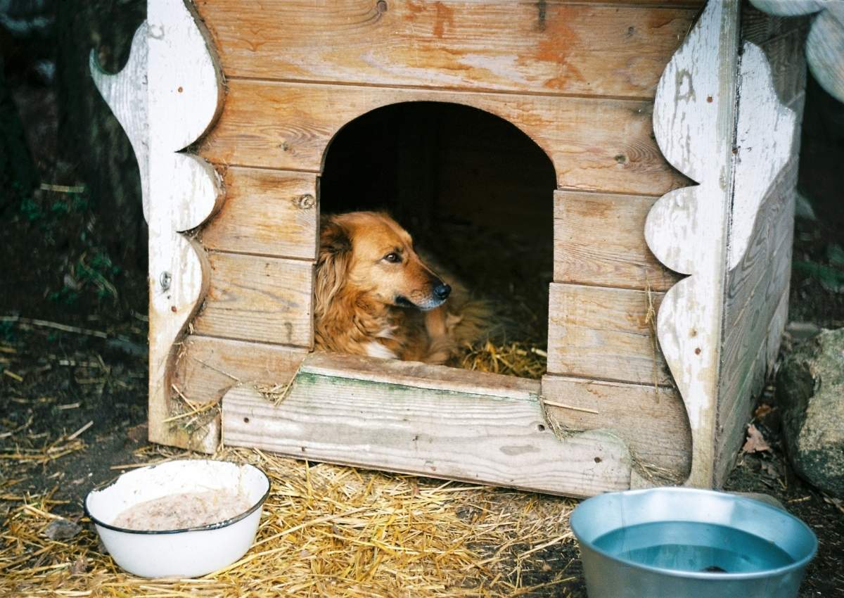 Wooden doghouse with dog inside Jack Russell Terrier with towel