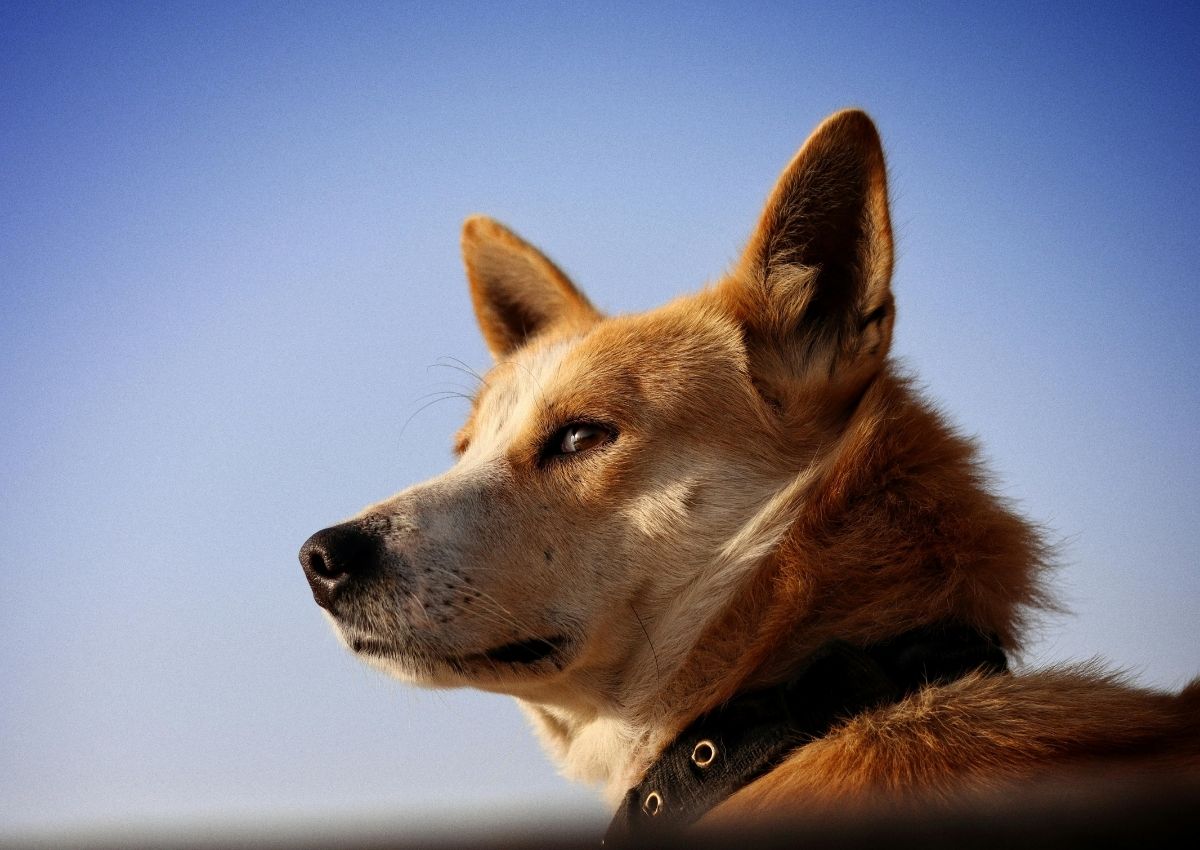 Alert dog against blue background. Alert dog against blue background.