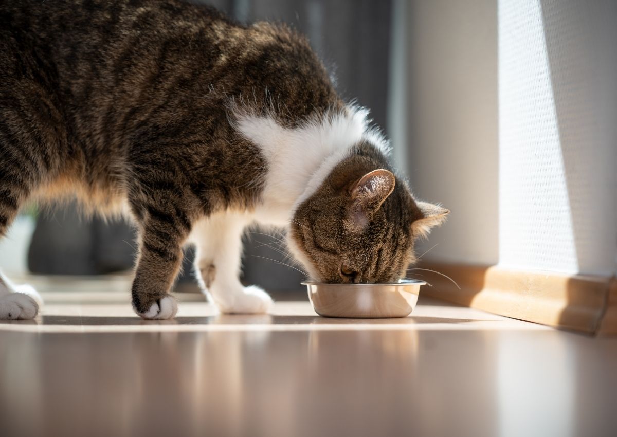 Brown tabby cat drinking water. Brown tabby cat drinking water.