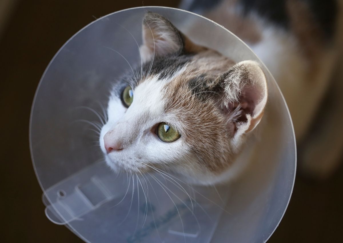 Confined cat gazes curiously upward. Confined cat gazes curiously upward.