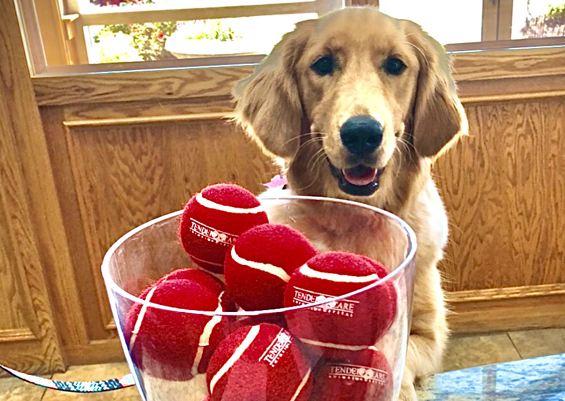 Dog playing with bunch of balls in the basket