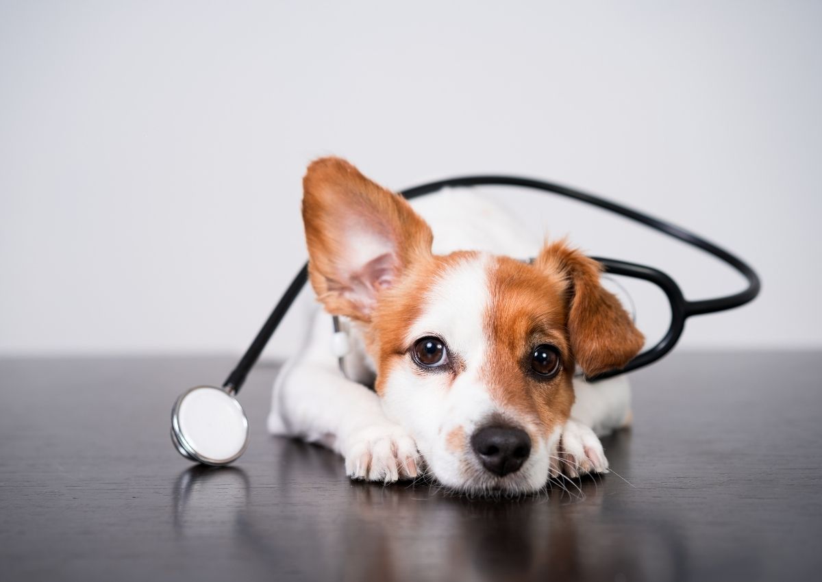 Dog with stethoscope, vet concept Dog with stethoscope, vet concept