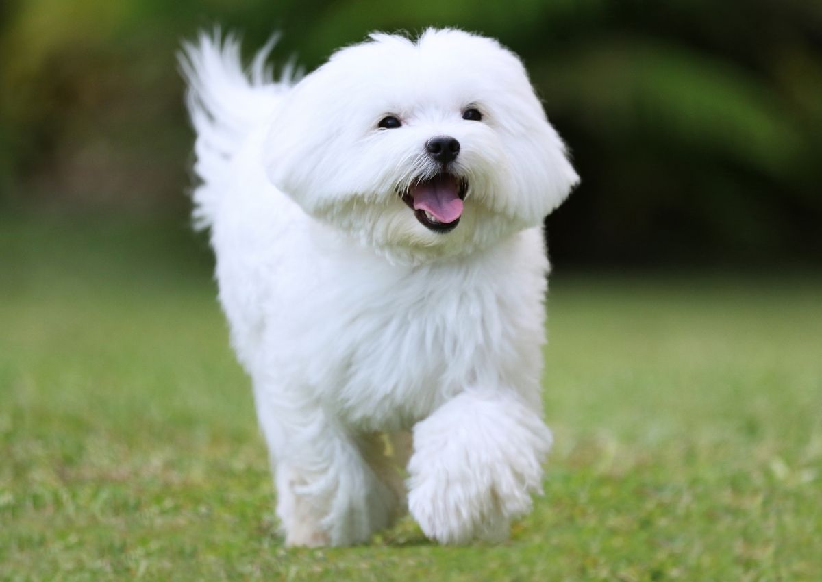 dog laying in grass