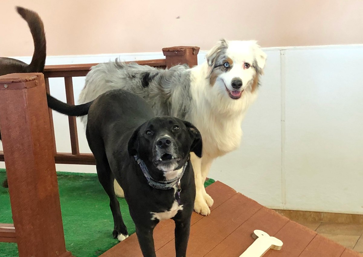 Happy dogs on play structure.