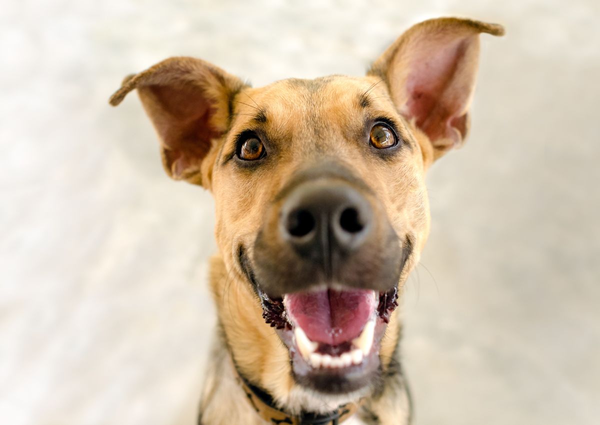 Happy brown dog with large ears smiling with clean teeth.
