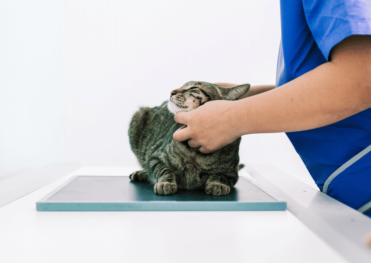 cat sitting on a veterinary x-ray table