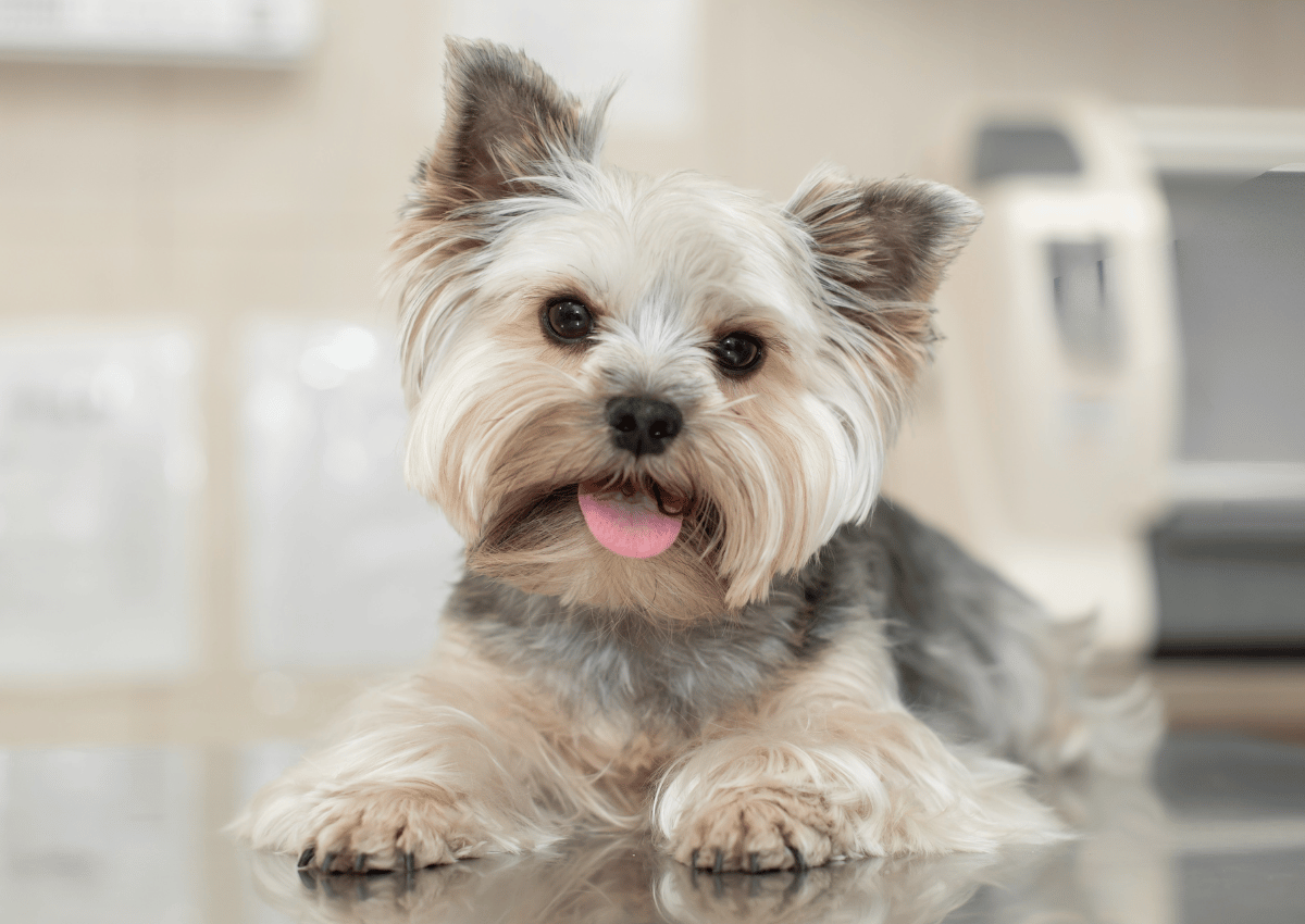 yorkie dog sitting on a veterinary exam table